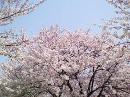 中央公園桜写真